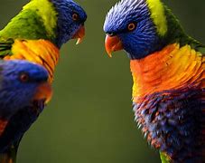 birds of a feather flock together